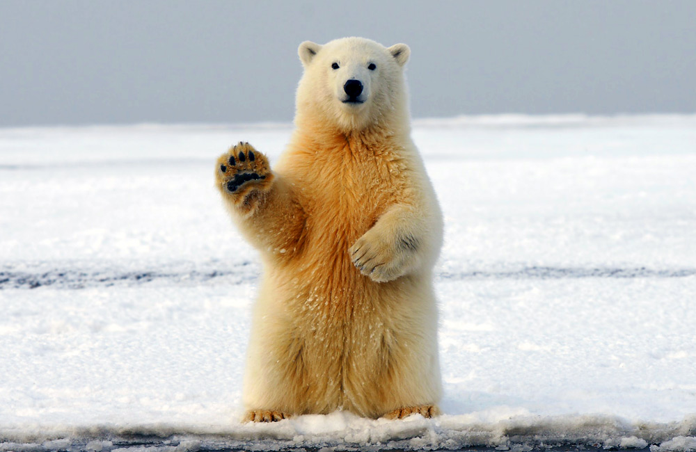 Picture by Hans-Jurgen Mager on Unsplash (https://unsplash.com/de/fotos/qQWV91TTBrE)